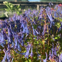 Corydalis microflora 